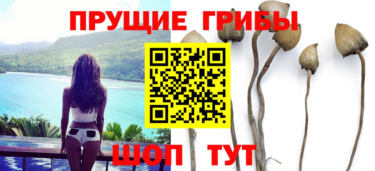 хочу наркоту  Вход с VPN  Камышлов  Псилоцибиновые грибы Psilocybine cubensis 